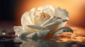 Macrophoto of white rose with water dropps on the lake