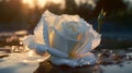 Macrophoto of white rose with water dropps on the lake