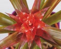 Macrophotograph. Close-up of the plant guzmania lingulata of the family bromeliaceae.