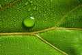 macrophotograph of a dewy tropical leaf Royalty Free Stock Photo
