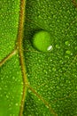 macrophotograph of a dewy tropical leaf Royalty Free Stock Photo