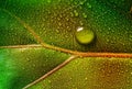 dewy tropical leaf - leaf in the detail Royalty Free Stock Photo