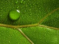 macrophotograph of a dewy tropical leaf Royalty Free Stock Photo