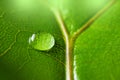 macrophotograph of a dewy tropical leaf Royalty Free Stock Photo