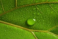 macrophotograph of a dewy tropical leaf Royalty Free Stock Photo