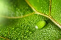 macrophotograph of a dewy tropical leaf Royalty Free Stock Photo