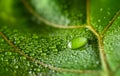 macrophotograph of a dewy tropical leaf Royalty Free Stock Photo