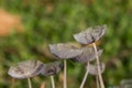 Macrophotograph of a fungus or mushroom in the family Agaricaceae in its natural space. Royalty Free Stock Photo