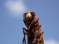 Macrophotograph of a huge Eastern hornet orientalis Vespa against a blue sky on a Sunny summer day. Royalty Free Stock Photo