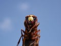 Macrophotograph of a huge Eastern hornet orientalis Vespa against a blue sky on a Sunny summer day. Royalty Free Stock Photo