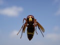 Macrophotograph of a huge Eastern hornet orientalis Vespa against a blue sky on a Sunny summer day. Royalty Free Stock Photo