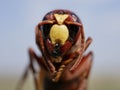 Macrophotograph of a huge Eastern hornet orientalis Vespa against a blue sky on a Sunny summer day. Royalty Free Stock Photo