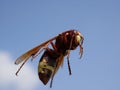 Macrophotograph of a huge Eastern hornet orientalis Vespa against a blue sky on a Sunny summer day. Royalty Free Stock Photo