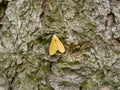 Macrophotograph a large beautiful butterfly with beige-Golden wings sits on a birch bark covered with moss on a cloudy summer day. Royalty Free Stock Photo