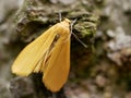 Macrophotograph a large beautiful butterfly with beige-Golden wings sits on a birch bark covered with moss on a cloudy summer day. Royalty Free Stock Photo