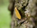 Macrophotograph a large beautiful butterfly with beige-Golden wings sits on a birch bark covered with moss on a cloudy summer day. Royalty Free Stock Photo