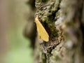 Macrophotograph a large beautiful butterfly with beige-Golden wings sits on a birch bark covered with moss on a cloudy summer day. Royalty Free Stock Photo