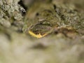 Macrophotograph a large beautiful butterfly with beige-Golden wings sits on a birch bark covered with moss on a cloudy summer day. Royalty Free Stock Photo