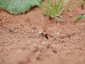 Macrophotograph of large black ants crawling on the ground among the grass on a Sunny summer day. Social arthropod insects.