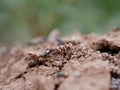 Macrophotograph of large black ants crawling on the ground among the grass on a Sunny summer day. Social arthropod insects.