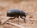 Macrophotograph of a large black beetle Pimelia capito with a dent in the shell crawling on the ground red-brown. Royalty Free Stock Photo