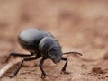 Macrophotograph of a large black beetle Pimelia capito with a dent in the shell crawling on the ground red-brown. Royalty Free Stock Photo