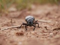 Macrophotograph of a large black beetle Pimelia capito with a dent in the shell crawling on the ground red-brown. Royalty Free Stock Photo