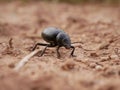 Macrophotograph of a large black beetle Pimelia capito with a dent in the shell crawling on the ground red-brown. Royalty Free Stock Photo