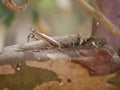 Macrophotograph of a large grey migratory locust Locusta migratoria on a branch of eucalyptus on a Sunny summer day. Agricultural