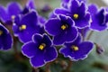 Macrophotography of african violet flower saintpaulia in deep blue purple color