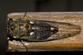 Top view of a cicada Royalty Free Stock Photo