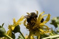 Bee on yellow wildflower Royalty Free Stock Photo