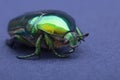 Macrophotography of beetle bronze, ÃÂ¡etonia aurata