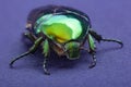 Macrophotography of beetle bronze, ÃÂ¡etonia aurata