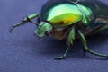 Macrophotography of beetle bronze, ÃÂ¡etonia aurata