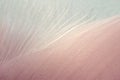 Macrophotography of a bird`s feather. Bird feather close, pink fluff, stripes and streaks