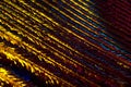 Macrophotography of a bird`s feather with multicolored reflections