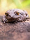 Macrophotography of a brown frog resting on a clay tile