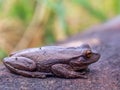 Macrophotography of a brown frog resting on a clay tile