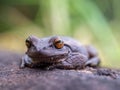 Macrophotography of a brown frog resting on a clay tile