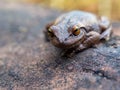 Macrophotography of a brown frog resting on a clay tile