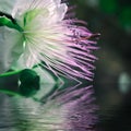 Macrophotography of caper flower with reflection over water