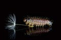Macrophotography. Caterpillar and dandelion on a black background with reflection.