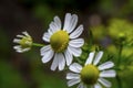 Macrophotography of chamomile flowers Royalty Free Stock Photo