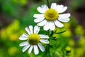 Macrophotography of chamomile flowers Royalty Free Stock Photo