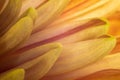 Close-up of yellow Dahlia petals