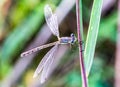 Macrophotography, close up of spreadwing damselfly, dragonfly insect hanging onto a grass blade