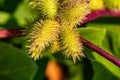 Macrophotography, close up of perhaps, Cocklebur,  Xanthium Royalty Free Stock Photo