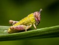 Colorful baby insect