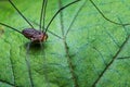 A Daddy Long Legs on a Leaf Royalty Free Stock Photo